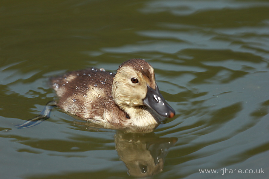 Little Duckling Floats By