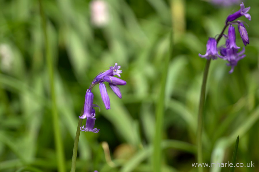 Bluebells