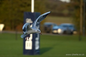 Gulls on the pitch