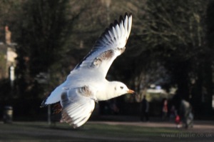 Seagull Flies By