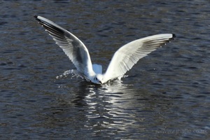 Seagull Splash Landing