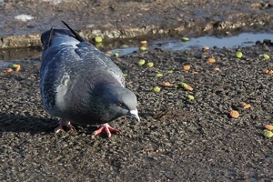 Pigeon Eating Pebbles