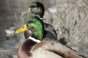 Two Mallards Pose for the Camera