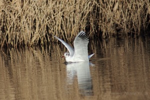 Seagull by the Reeds