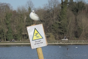 Seagull on a Sign