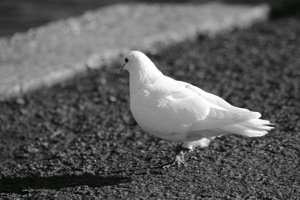 Black and White Pigeon