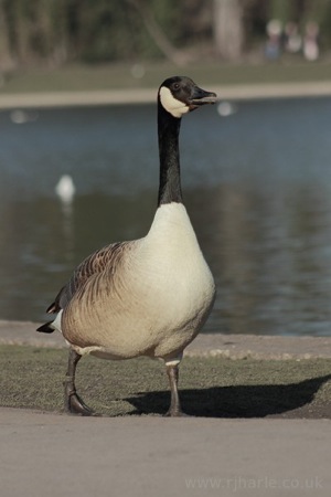 Arrogant Goose