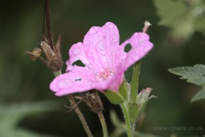 Closeup of Small Pink Flower