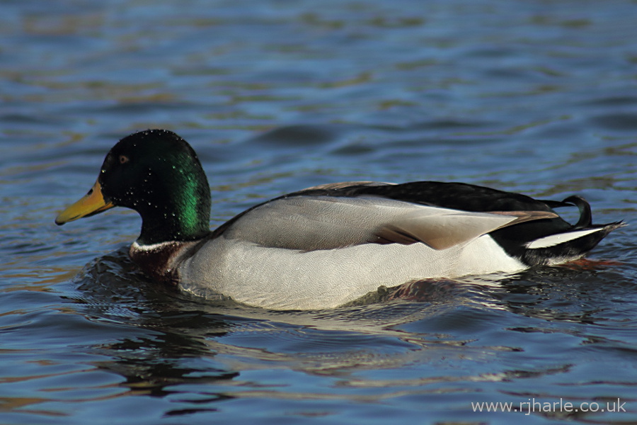 Mallard Swims By