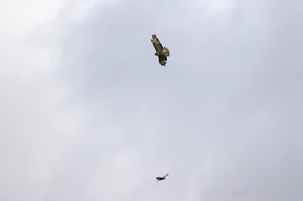 Buzzards flying over Woollams