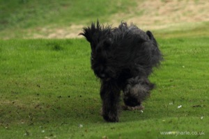 Long-Haired Dog