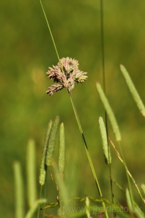 Harpenden Common Plantlife