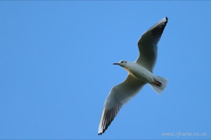 Gulls on the pitch