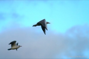 Gulls on the pitch