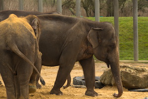 Whipsnade Zoo