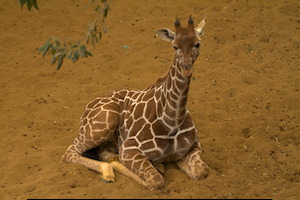 Whipsnade Zoo