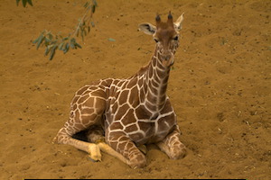 Whipsnade Zoo