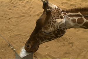Whipsnade Zoo