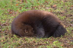 Whipsnade Zoo