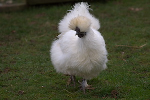 Whipsnade Zoo