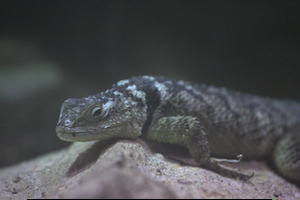 Whipsnade Zoo
