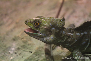 Whipsnade Zoo