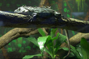 Whipsnade Zoo