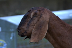 Whipsnade Zoo