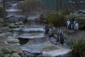 Whipsnade Zoo