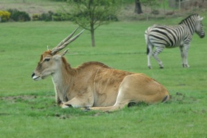 Eland Stays Alert