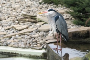 Heron Waiting For Penguin Feeding Time