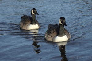Geese in Formation