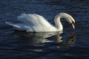 Graceful Swan