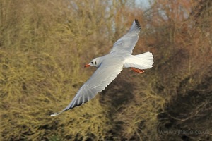 Seagull Midflight