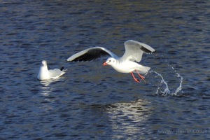 Seagull Takeoff
