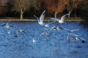 Seagulls En Masse