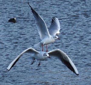 Seagull Takeoff