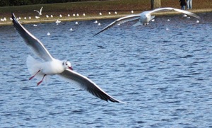Seagulls Scavenging