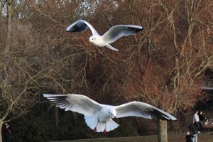 Seagulls Mid-Air