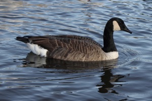 Goose and Reflection