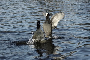 Moorhen Dispute