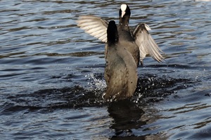 Moorhen Dispute