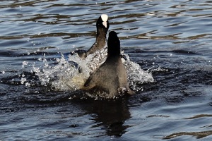 Moorhen Dispute