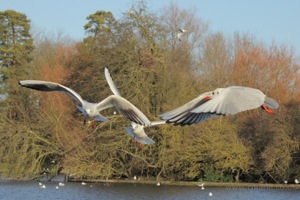 Seagulls Mid-Flight