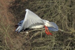 Seagull Flies By