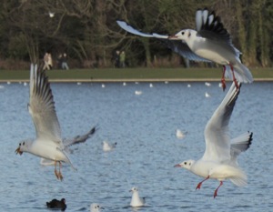Seagulls Scrap For Food
