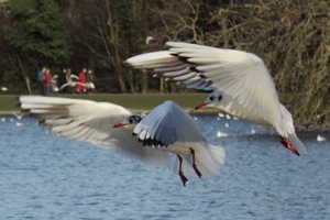 Seagulls MidFlight