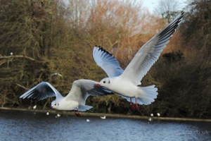 Seagulls in Flight