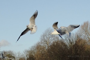 In-Flight Squabble
