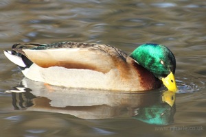 Mallard Floats By